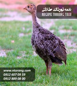 جوجه بوقلمون برنز یک ماهه